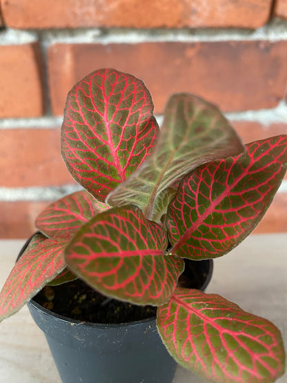 Fittonia albivenis ‘Red Cloud Nerve Plant’ - 3" Pot