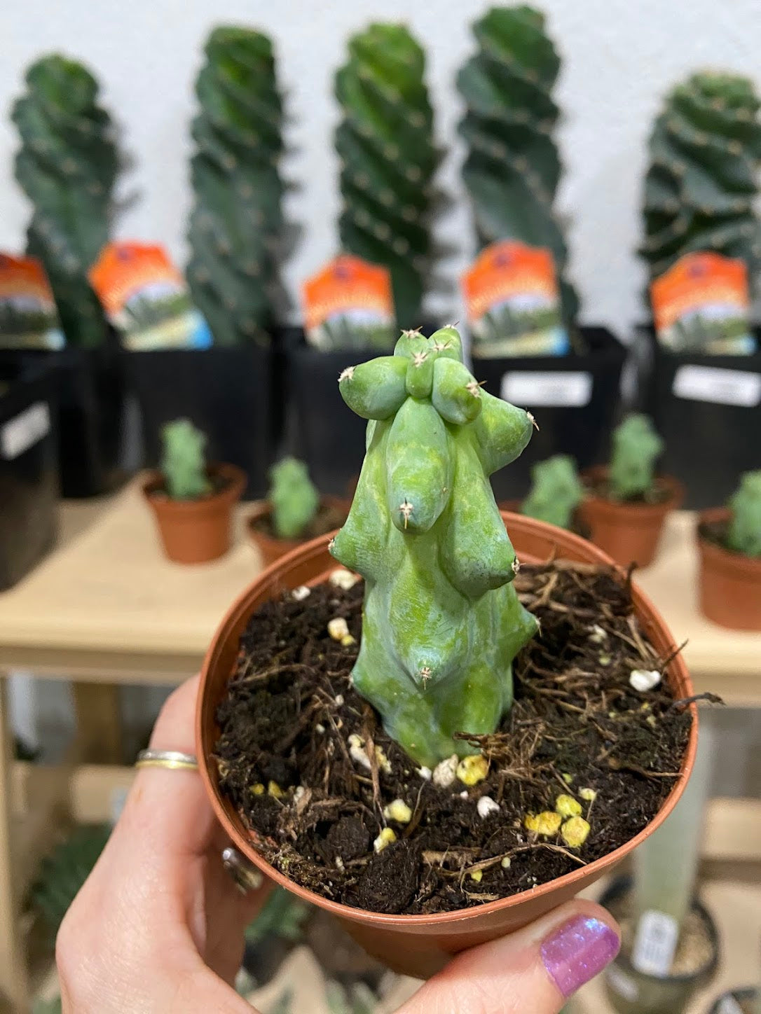 Cereus 'Boobie Cactus'