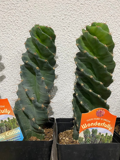 Cereus forbesii 'Spiralis'