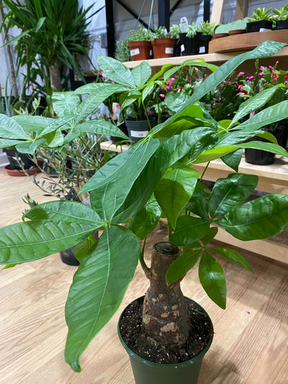 Pachira aquatica ‘Money Tree’