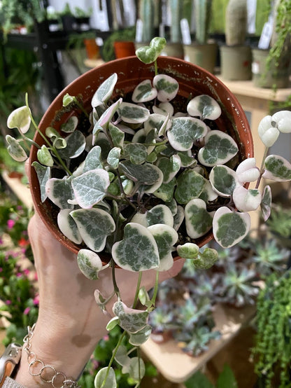 Ceropegia 'String of Hearts Variegated'