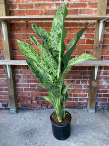 Dieffenbachia 'Maui Wowie'