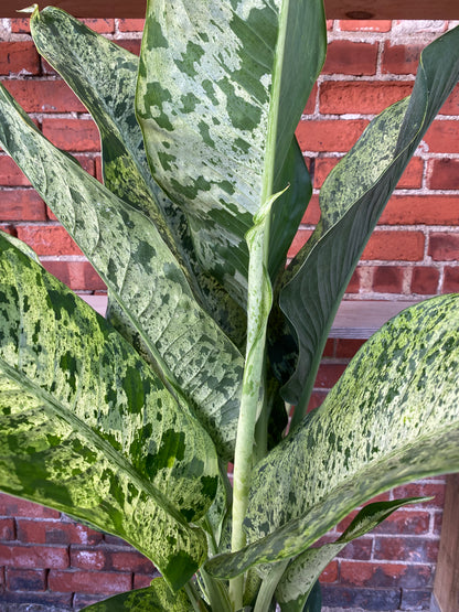 Dieffenbachia 'Maui Wowie'