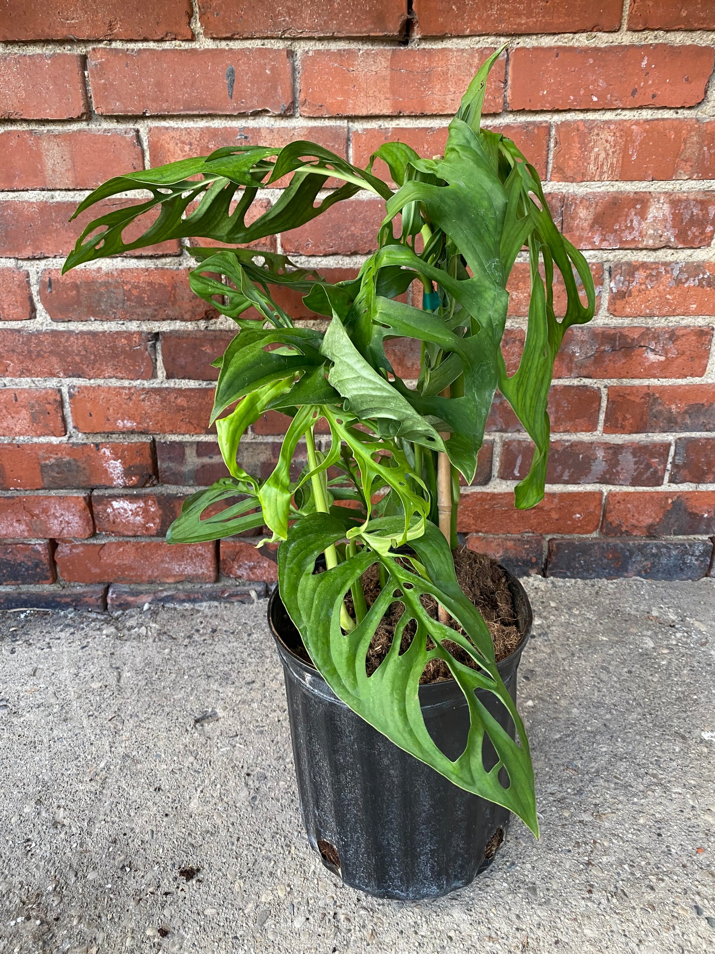 Monstera 'Esqueleto'