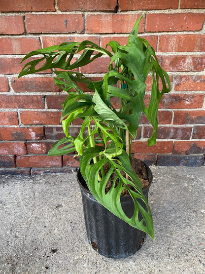 Monstera 'Esqueleto'