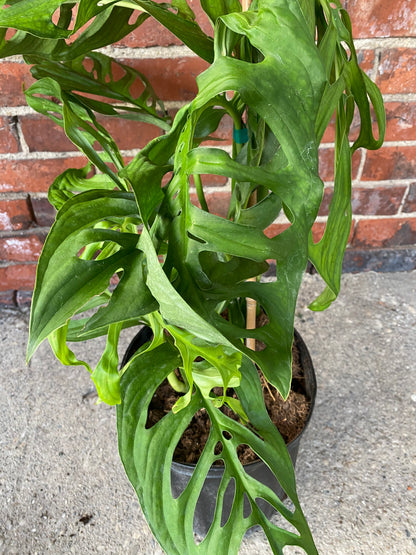 Monstera 'Esqueleto'