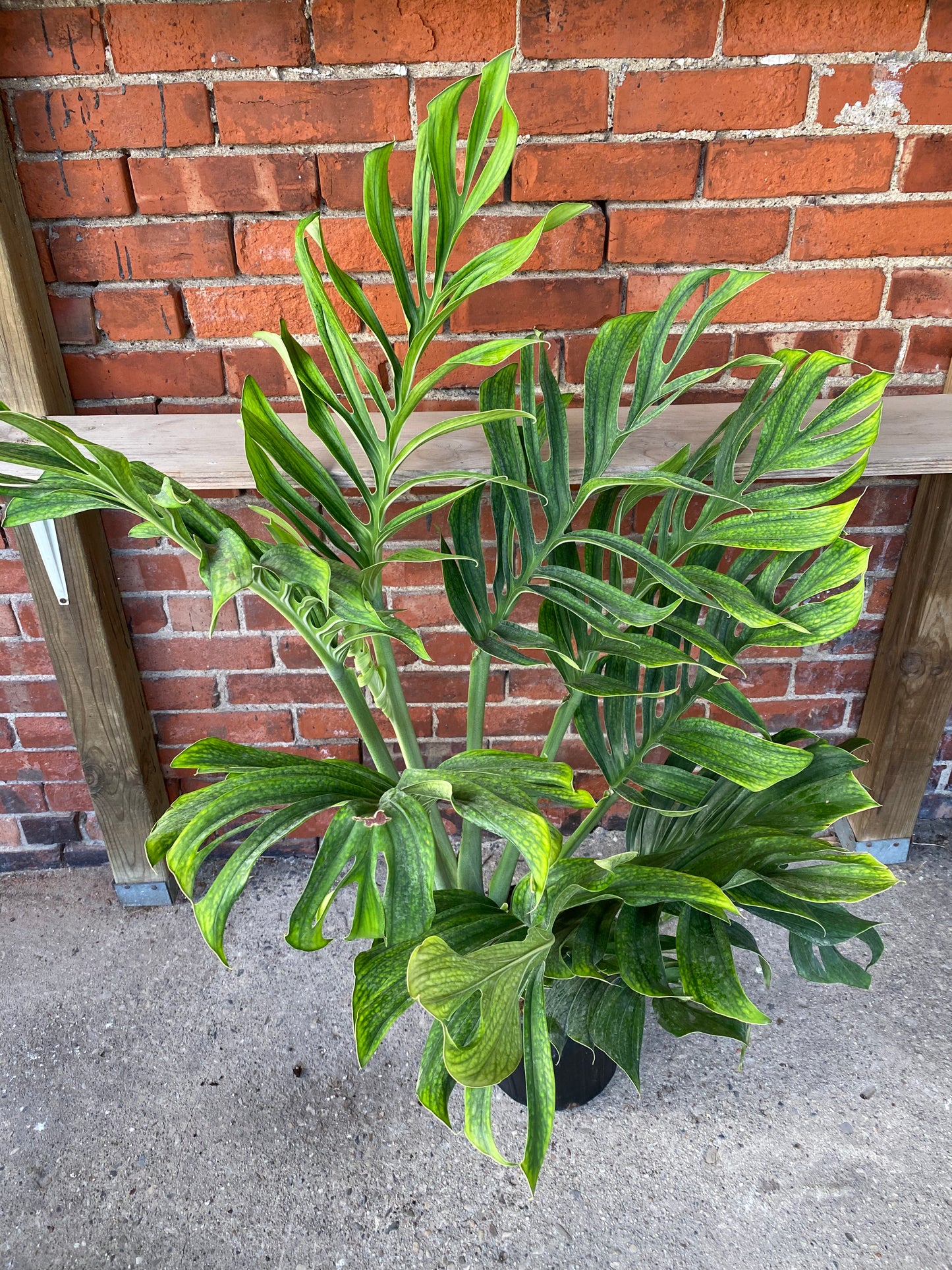 Monstera pinnatipartita