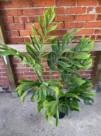 Monstera pinnatipartita