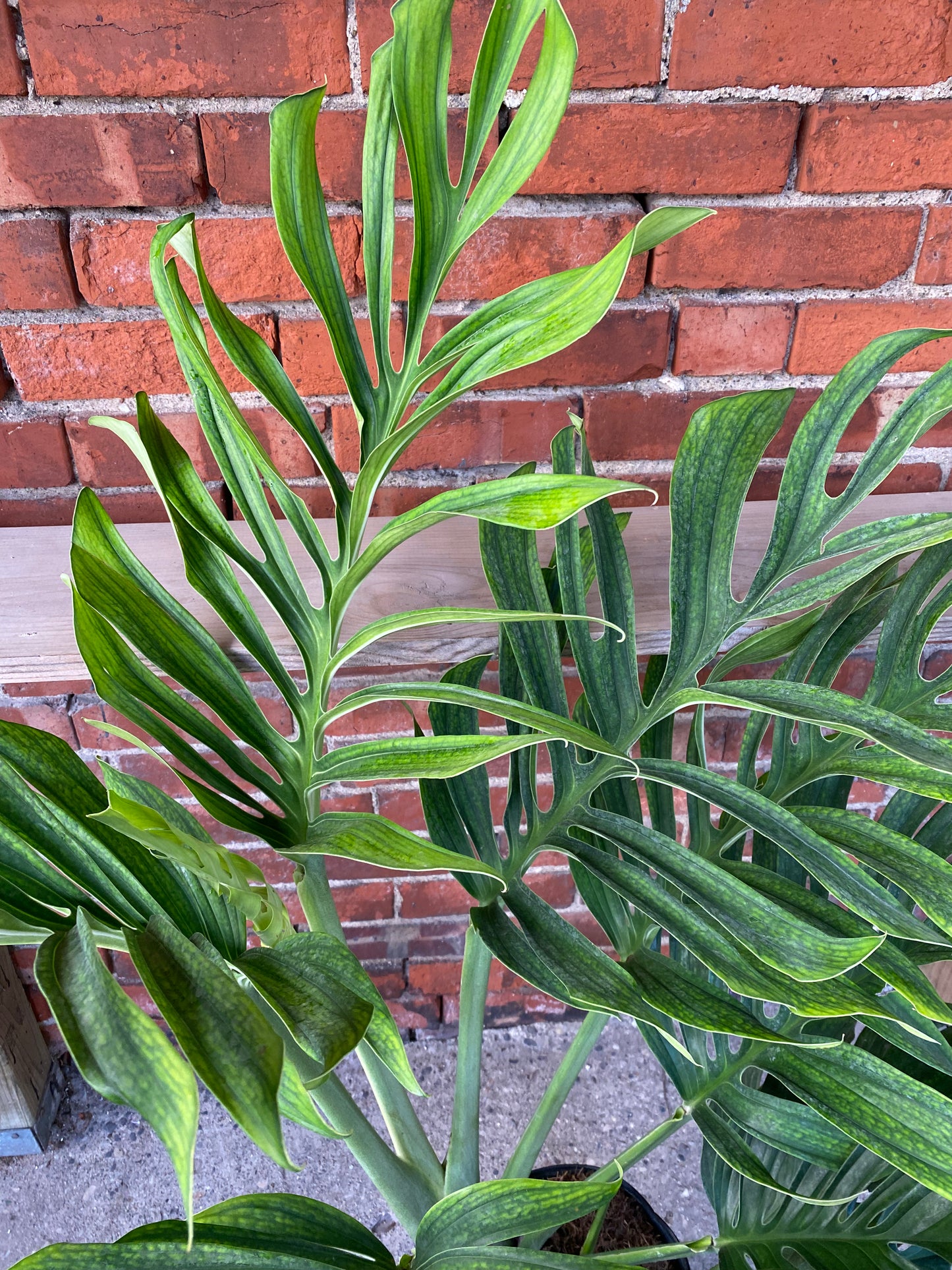 Monstera pinnatipartita