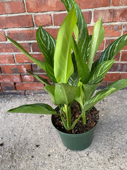 Aglaonema ‘Stripes’