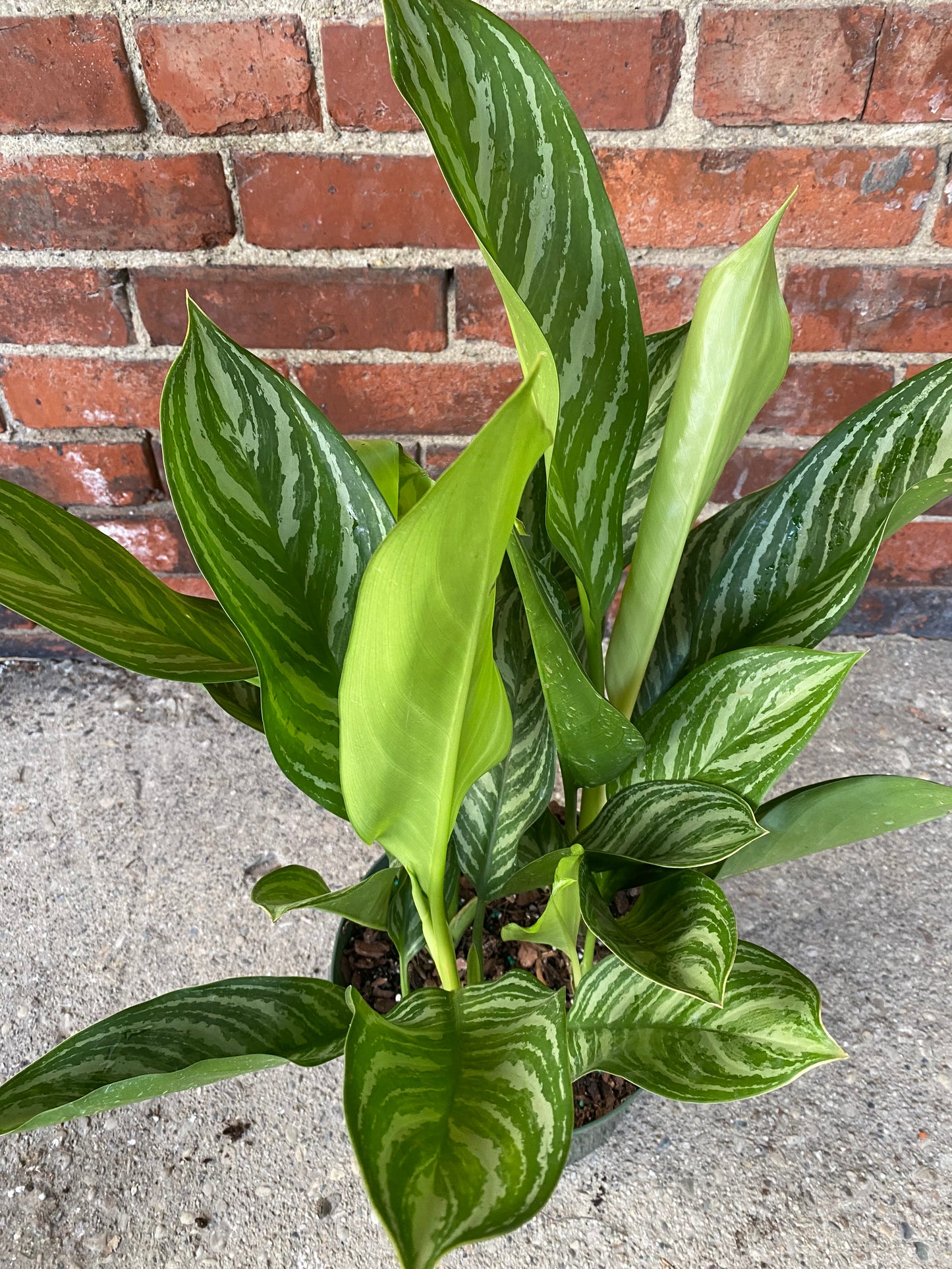 Aglaonema ‘Stripes’