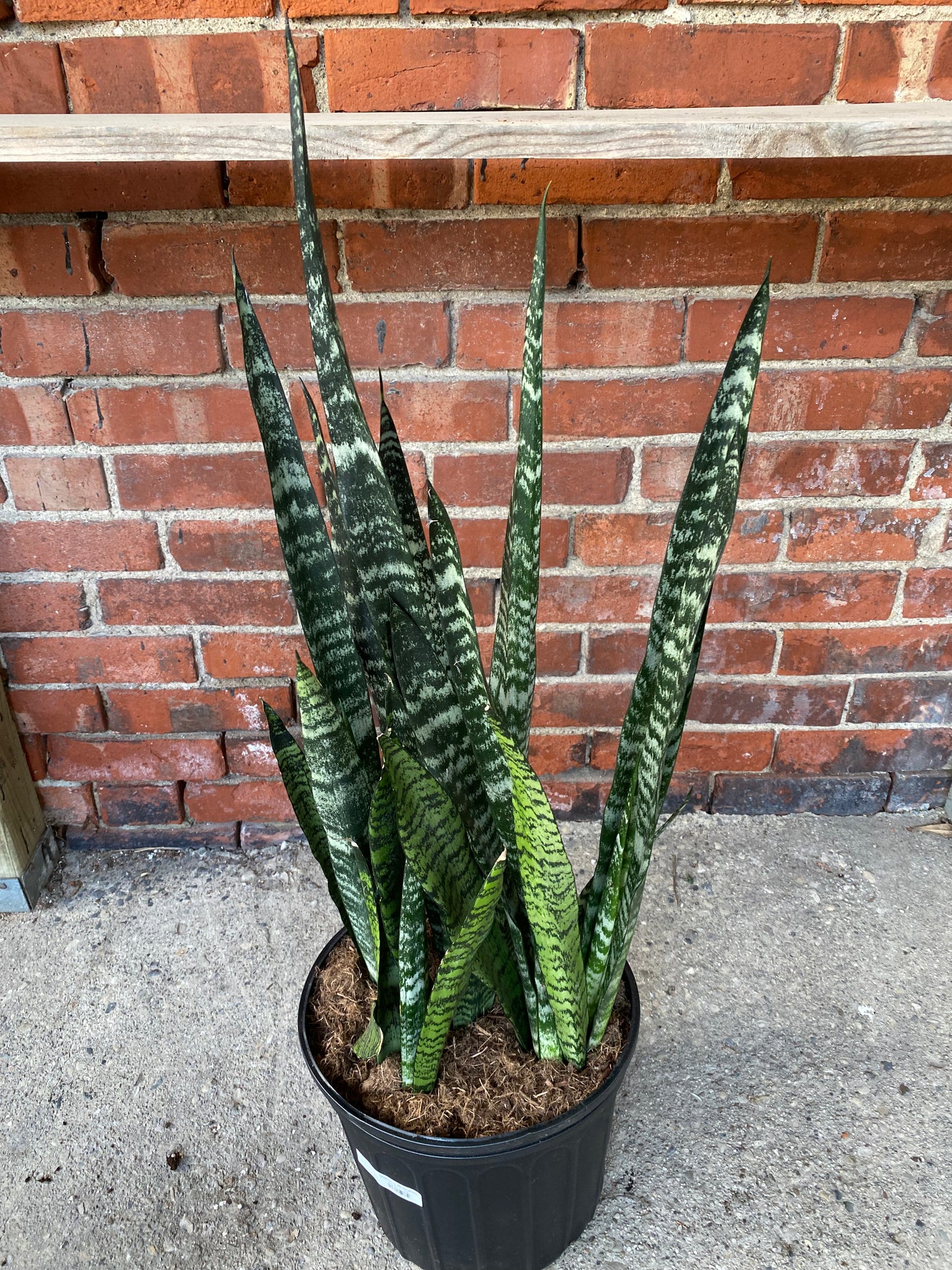 Sansevieria 'Wintergreen'