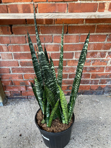 Sansevieria 'Wintergreen'