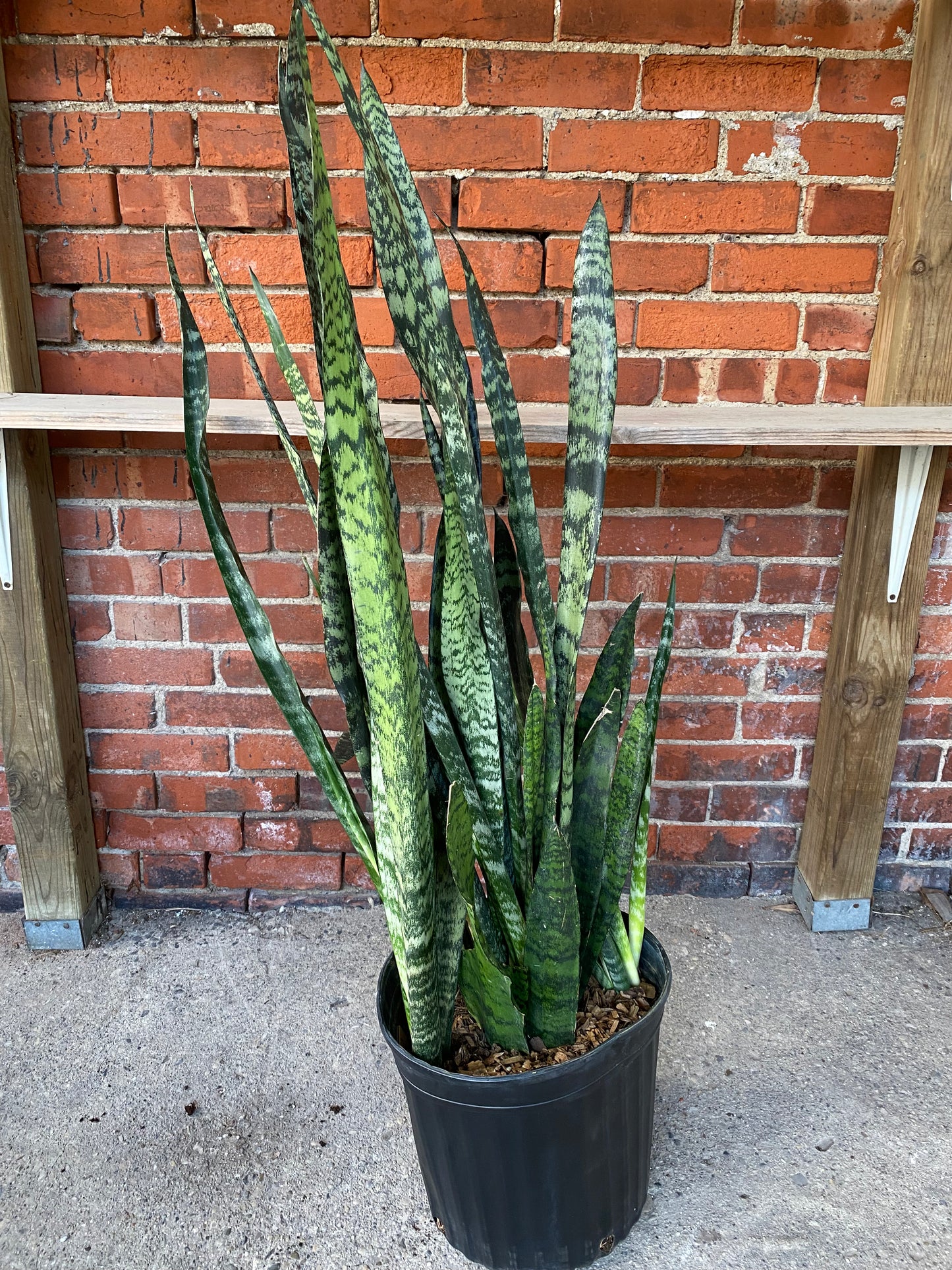 Sansevieria zeylanica 'Snake Plant'