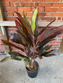 Cordyline fruticosa 'Florica'