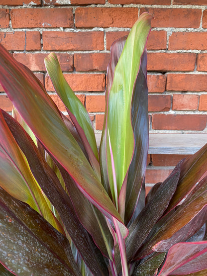 Cordyline fruticosa 'Florica'
