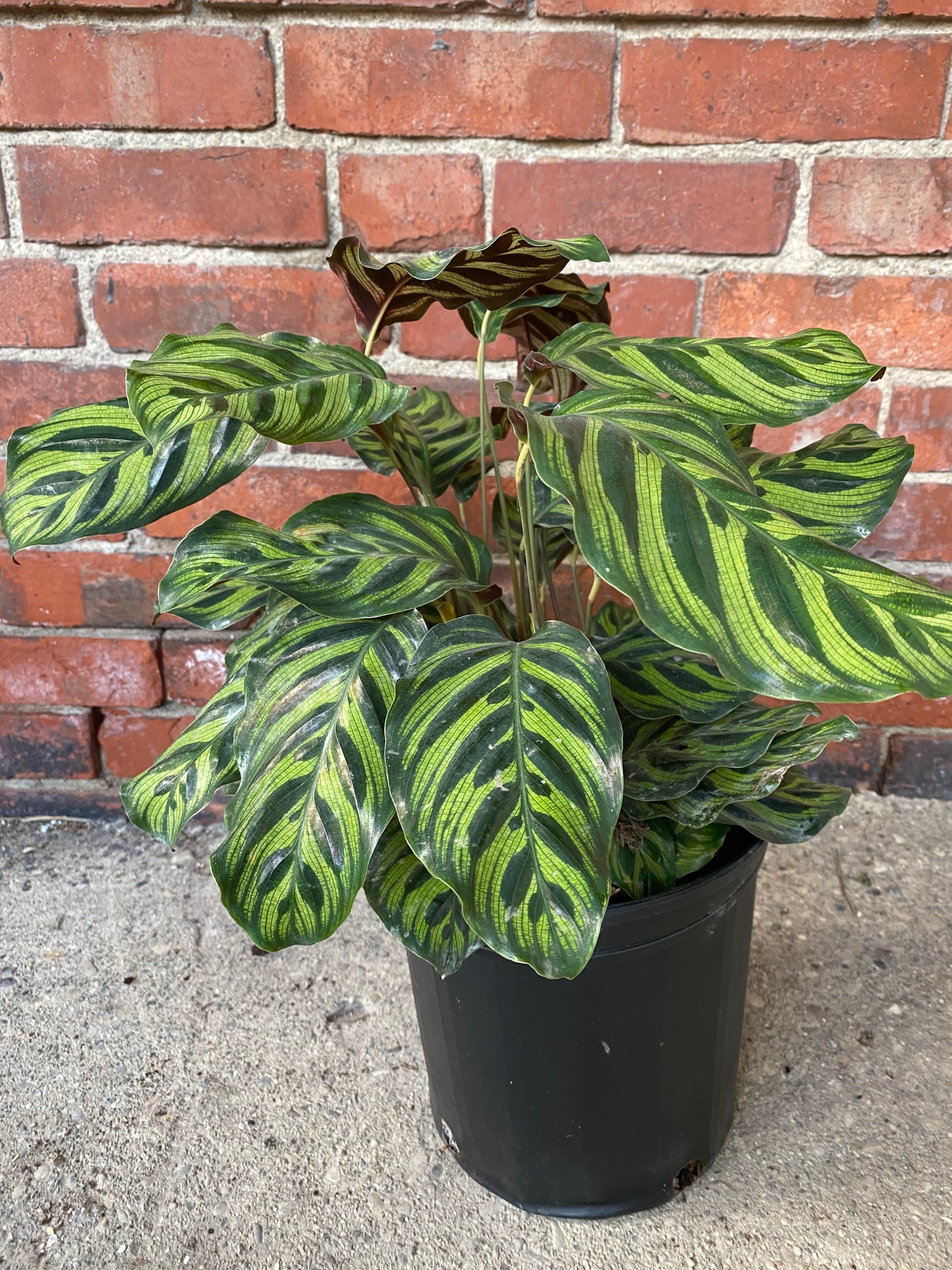 Calathea 'Peacock Plant'