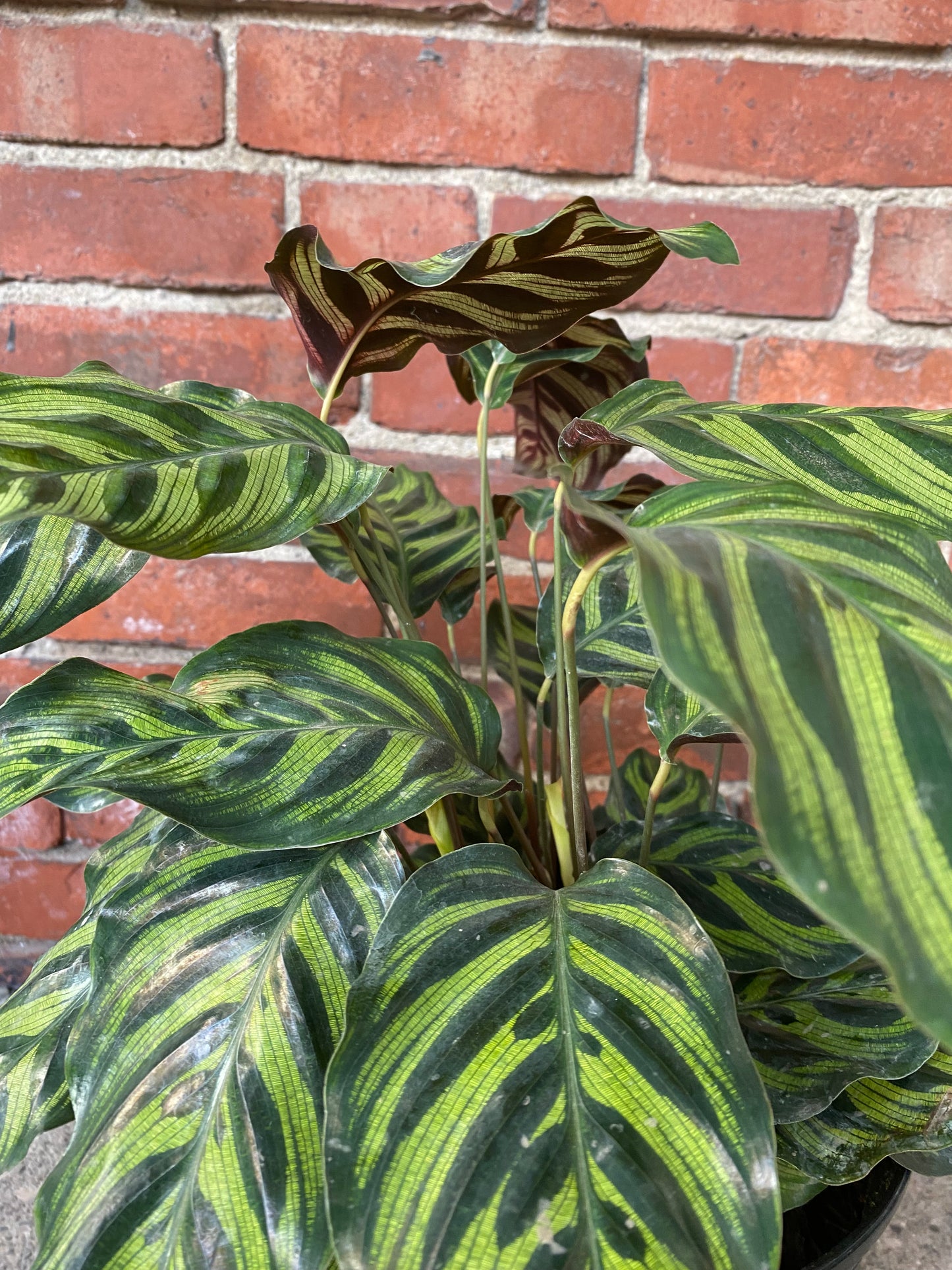 Calathea 'Peacock Plant'