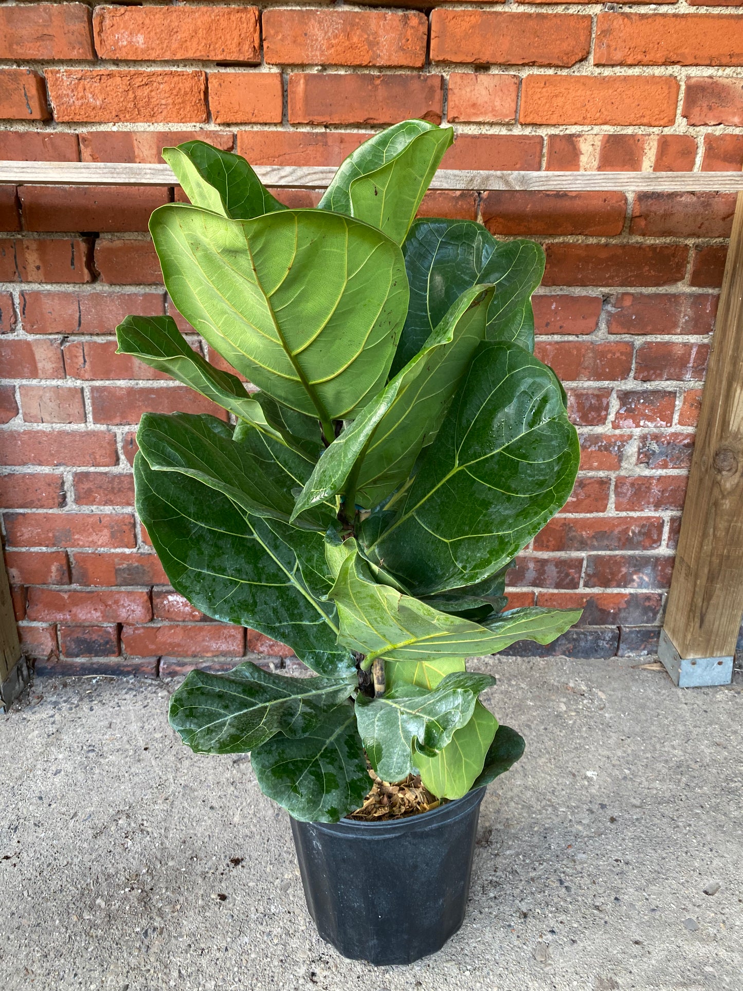 Ficus lyrata 'Fiddle-Leaf Fig'