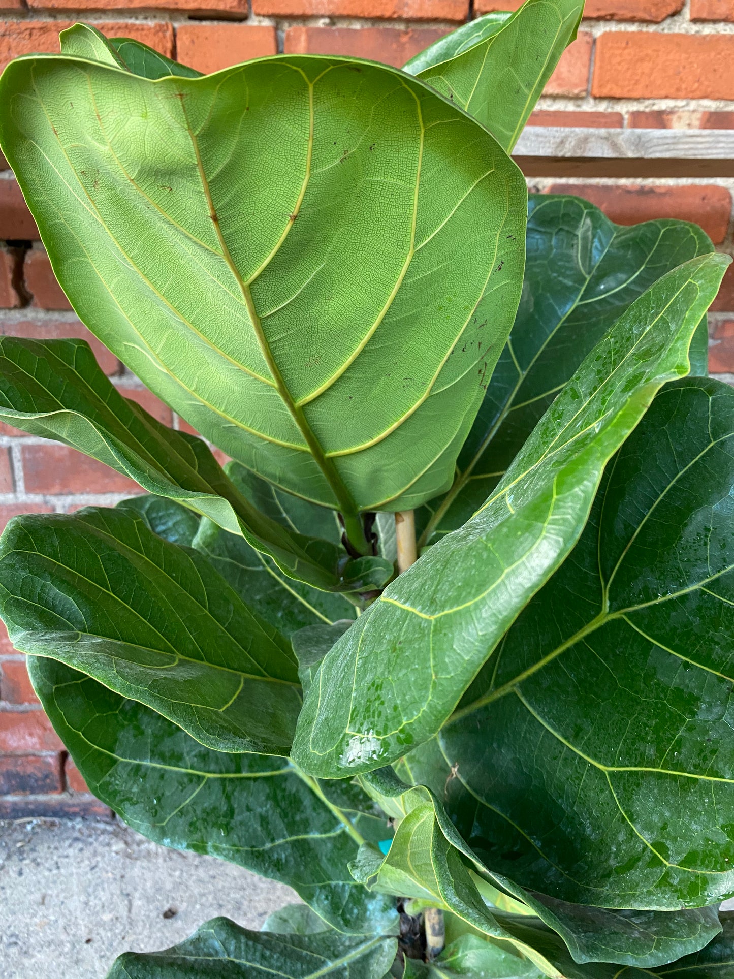 Ficus lyrata 'Fiddle-Leaf Fig'