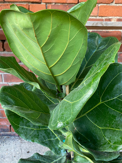 Ficus lyrata 'Fiddle-Leaf Fig'