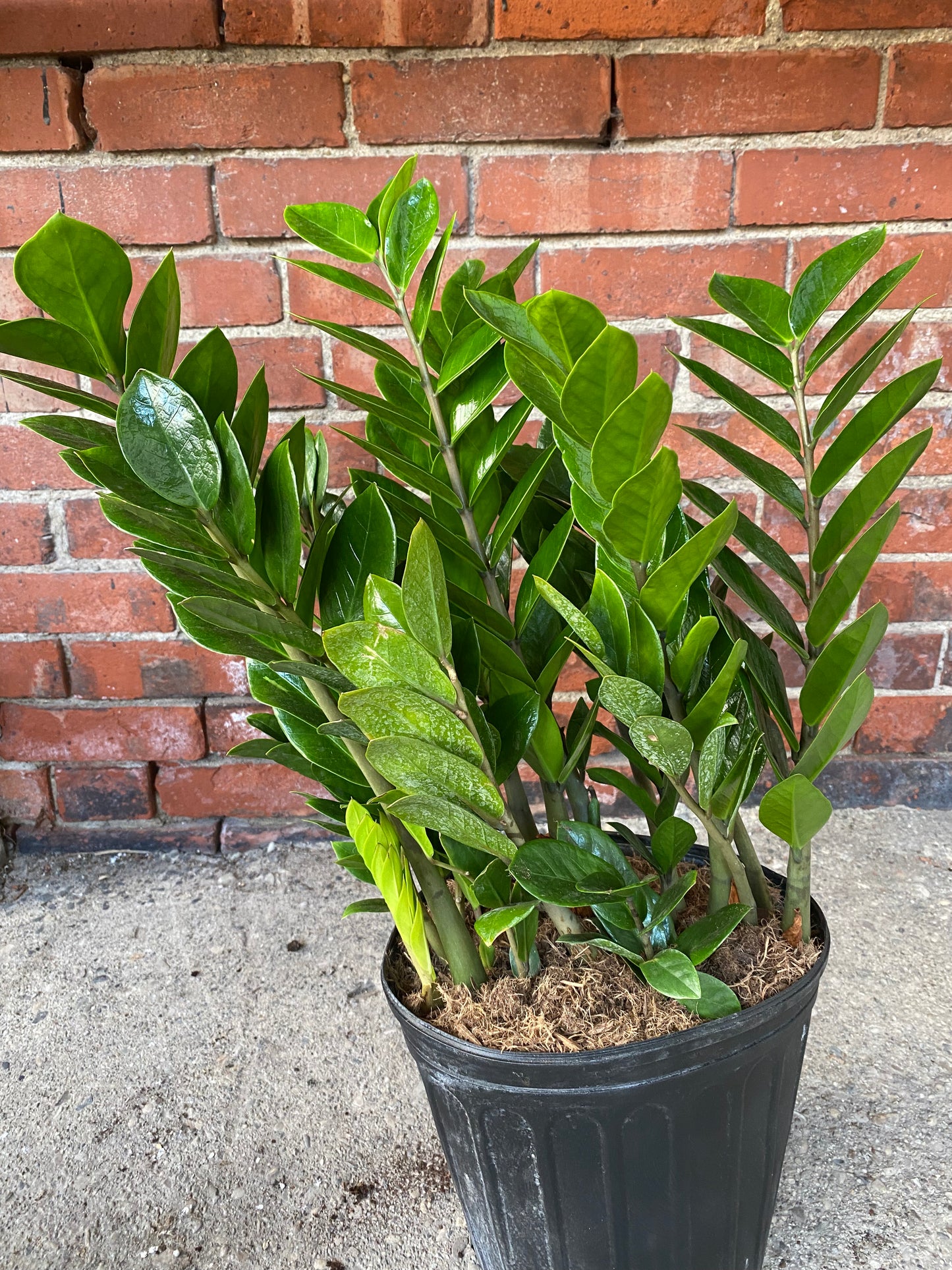 Zamioculcas zamiifolia 'ZZ Plant'