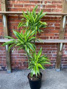 Dracaena warneckii 'Gold Star'