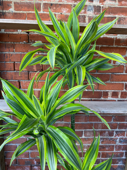 Dracaena warneckii 'Gold Star'