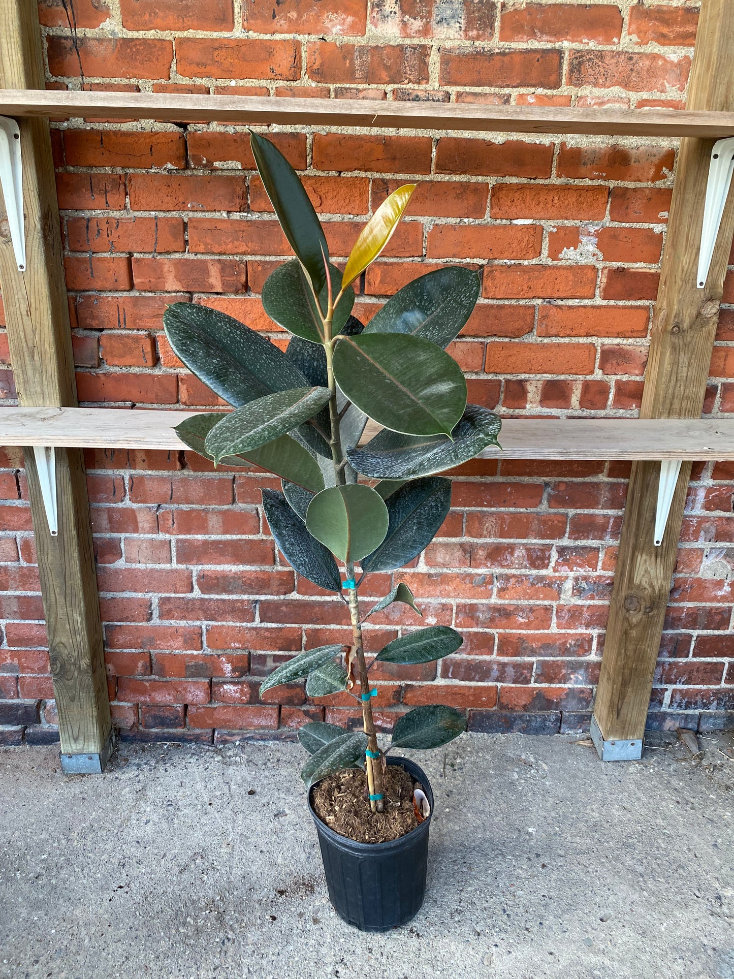 Ficus elastica 'Burgundy Rubber Plant'