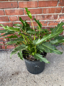 Philodendron 'Xanadu'
