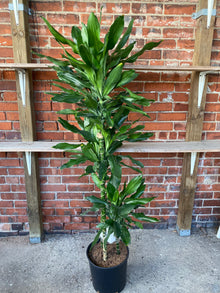 Dracaena 'Lind Cane'