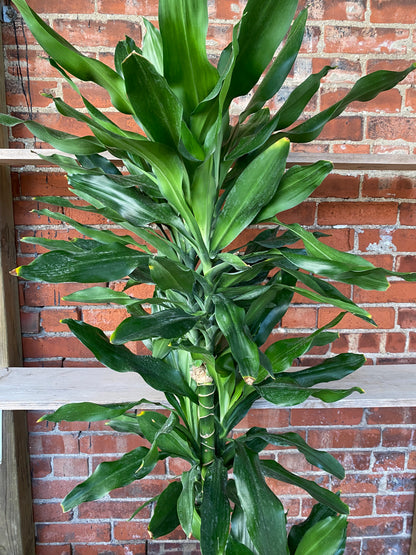Dracaena 'Lind Cane'