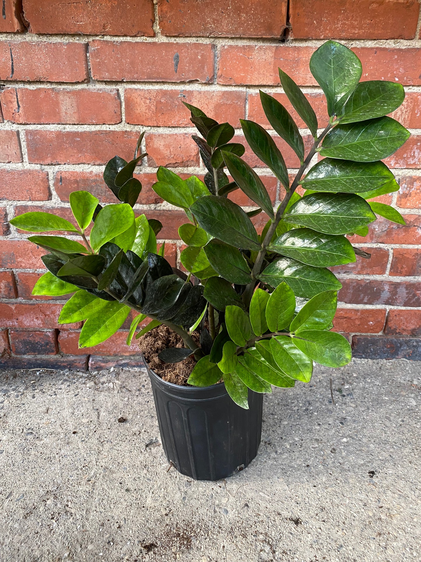 Zamioculcas zamiifolia ‘Raven ZZ’
