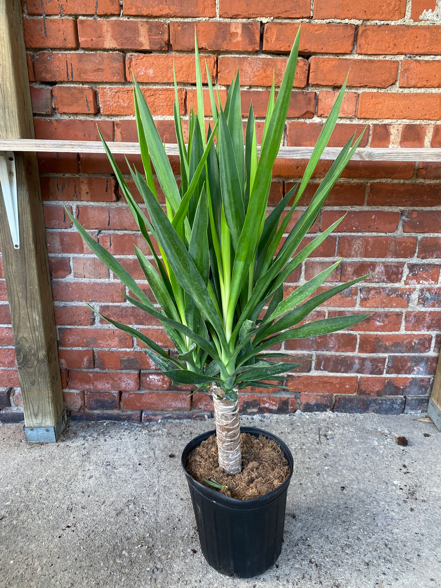 Yucca gigantea 'Yucca'