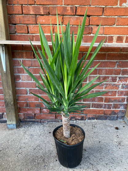 Yucca gigantea 'Yucca'