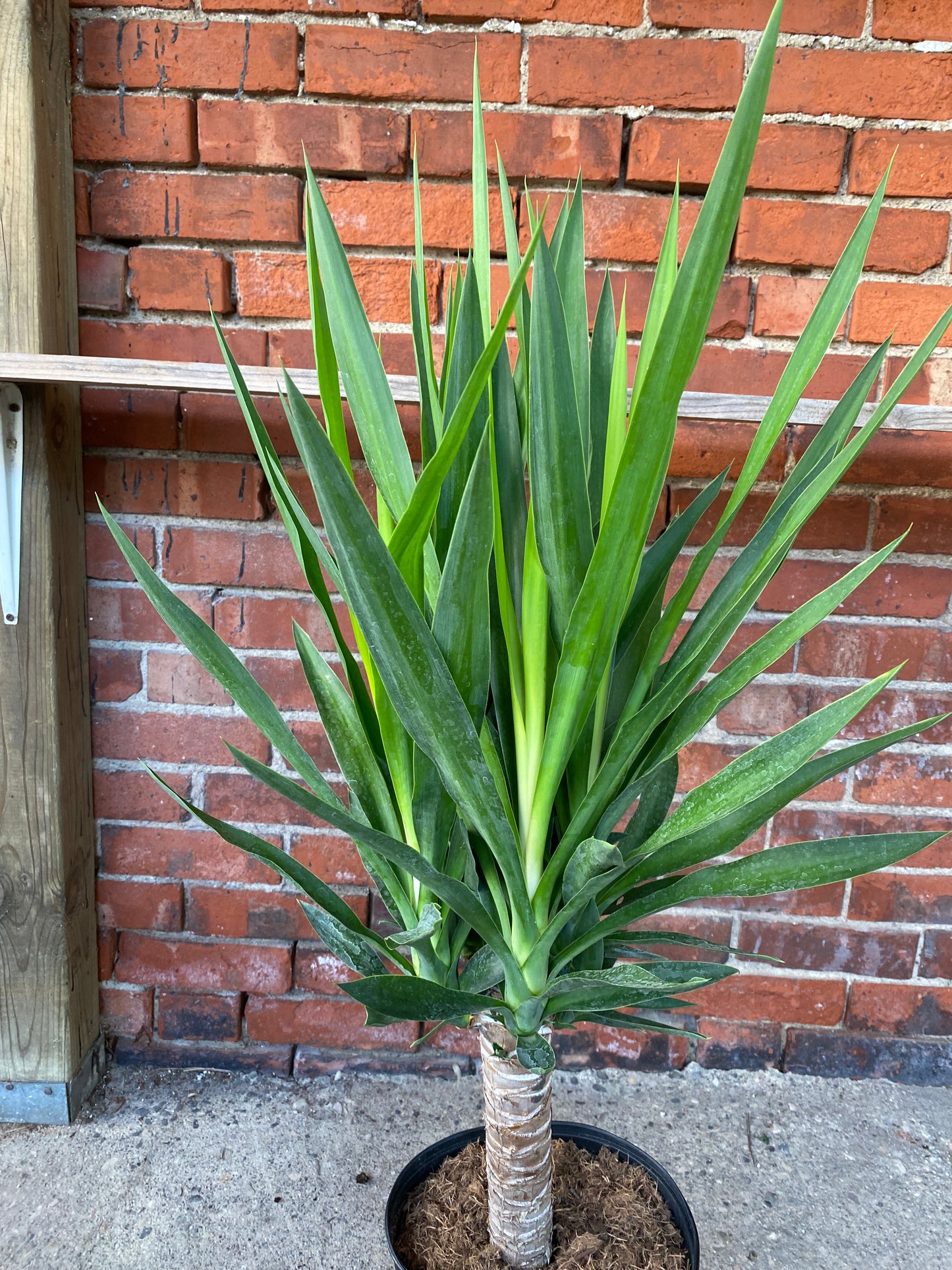 Yucca gigantea 'Yucca'