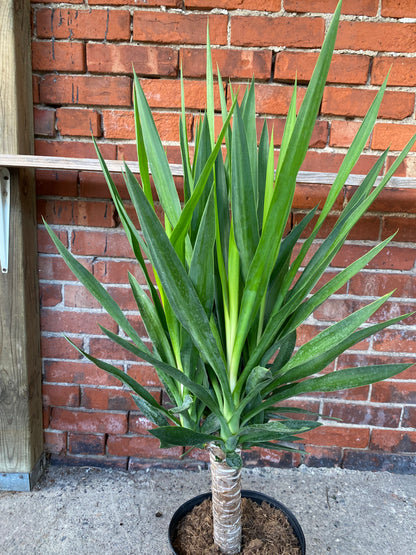 Yucca gigantea 'Yucca'