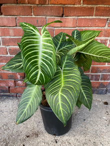 Xanthosoma Lindenii ‘Magnificum’