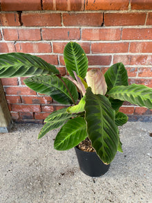 Calathea warscewiczii 'Jungle Velvet'