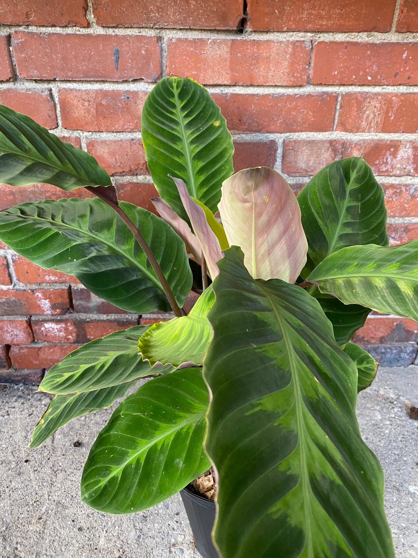 Calathea warscewiczii 'Jungle Velvet'
