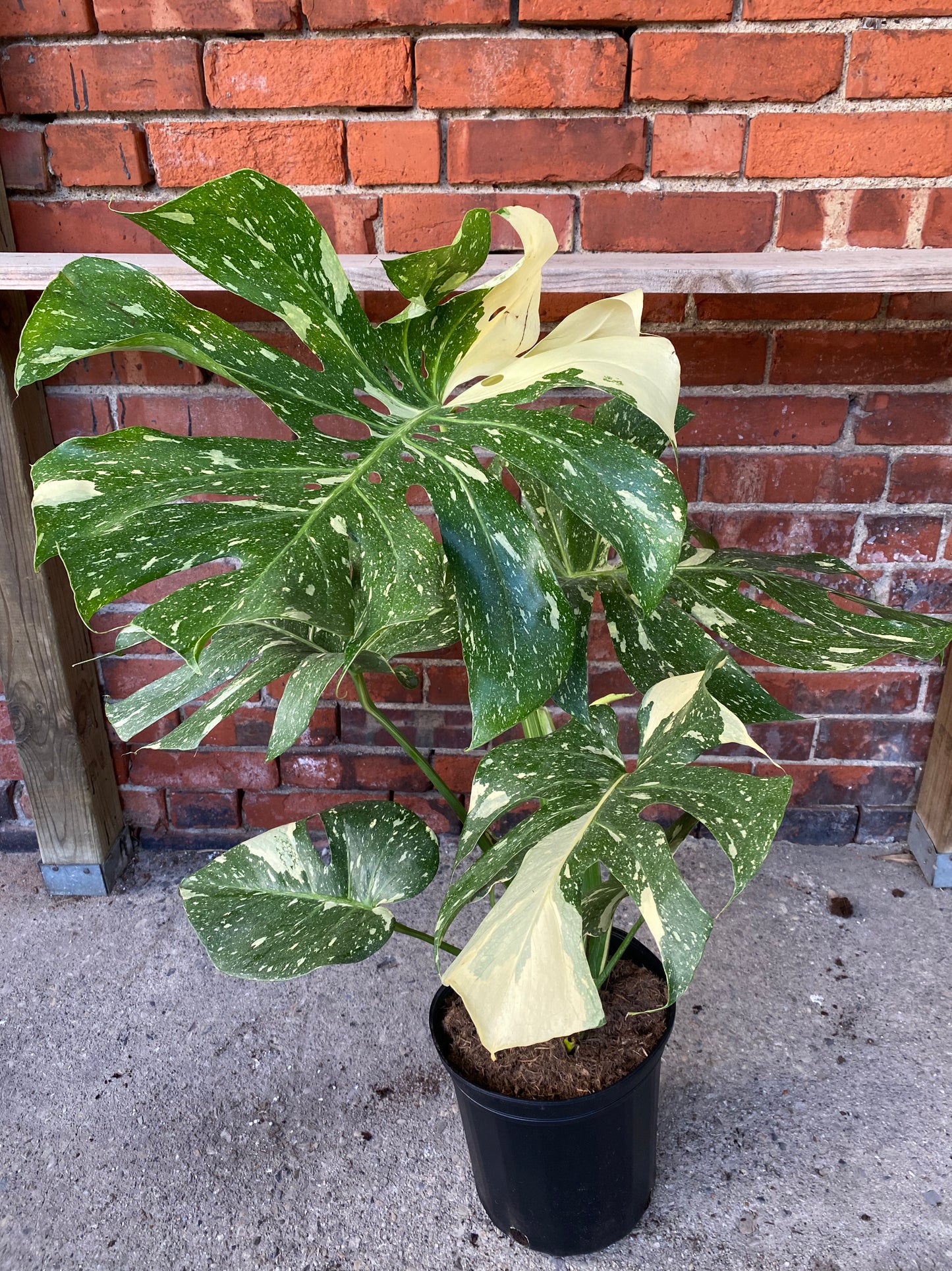 Philodendron 'Thai Constellation'