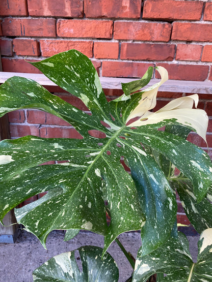 Philodendron 'Thai Constellation'
