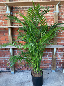 Chamaedorea cataractarum 'Cat Palm'