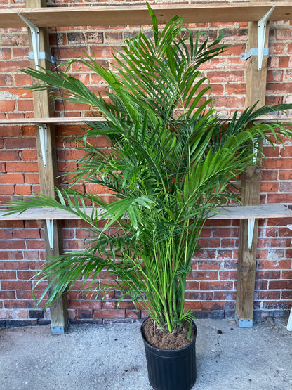Chamaedorea cataractarum 'Cat Palm'