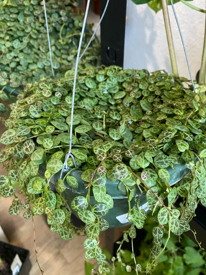 Peperomia prostrata 'String of Turtles'