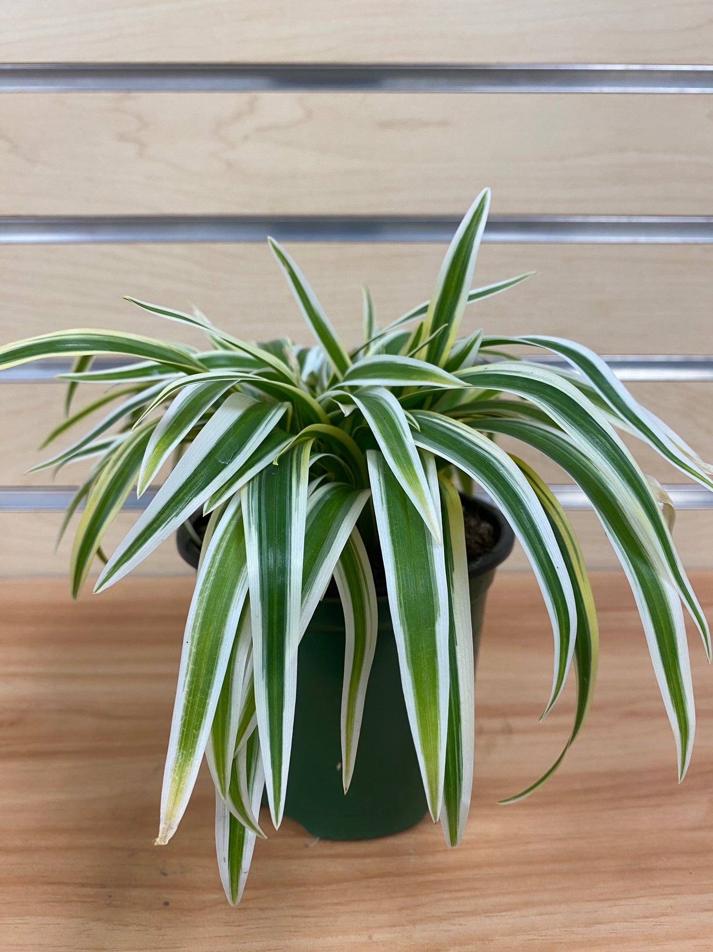 Chlorophytum comosum ‘Zebrina Spider Plant’