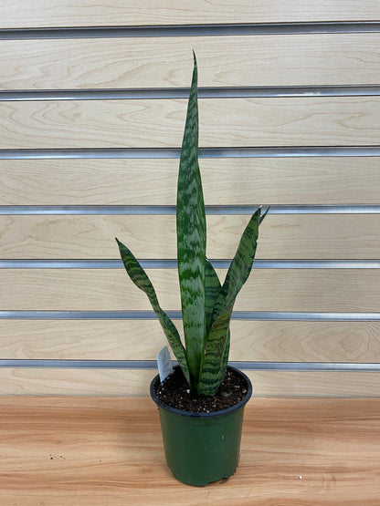 where can i buy snake plant Sansevieria zeylanica 'Snake Plant' – Snakeroot Botanicals
