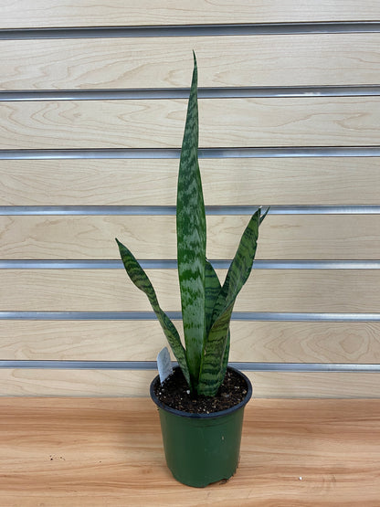 Sansevieria zeylanica 'Snake Plant'