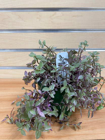 Callisia repens 'Pink Panther'