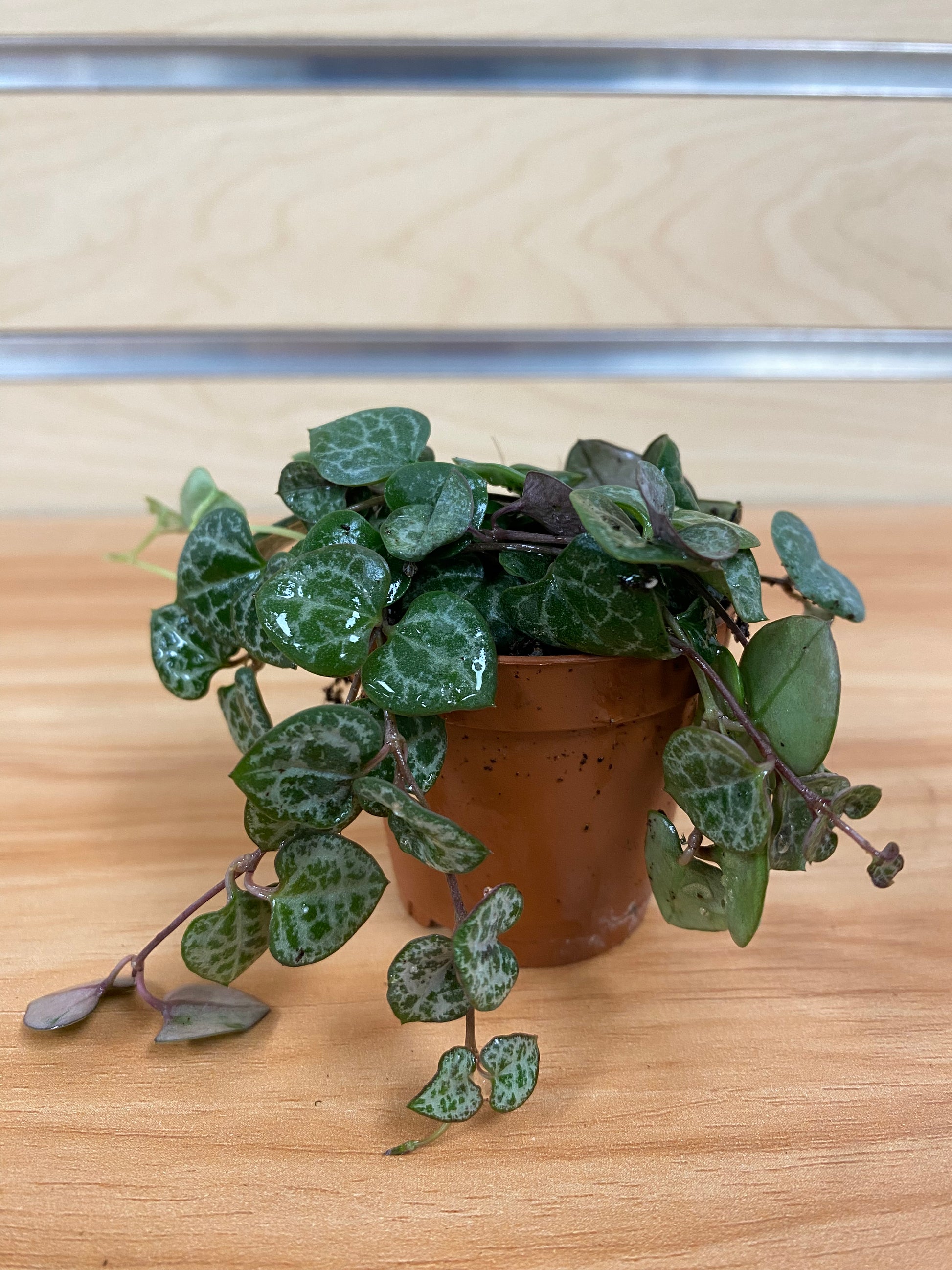 string of hearts hanging plant String of Hearts